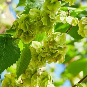 American Elm Native Seedling Bare Root Live Plants - 5 Pack, 6-12