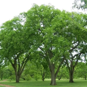 American Elm Native Seedling Bare Root Live Plants - 5 Pack, 6-12