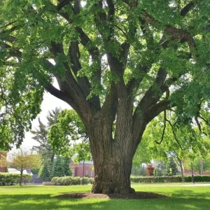American Elm Native Seedling Bare Root Live Plants - 5 Pack, 6-12