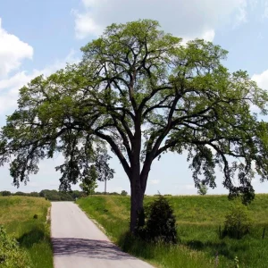 American Elm Native Seedling Bare Root Live Plants - 5 Pack, 6-12