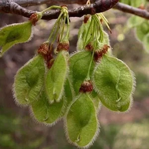 American Elm Native Seedling Bare Root Live Plants - 5 Pack, 6-12