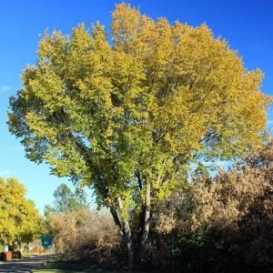 American Elm Tree Seedling Bare Roots - 5 Pack, 1-2ft Tall, Dormant, Outdoor - Image 2