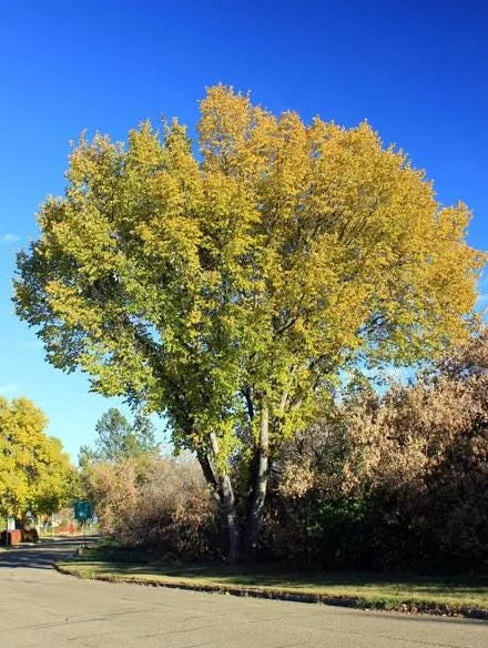 American Elm Tree Seedling Bare Roots - 5 Pack, 1-2ft Tall, Dormant, Outdoor - Image 2