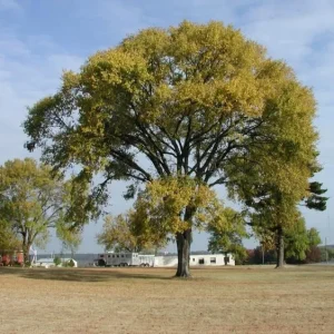 American Elm Tree Seedling Bare Roots - 5 Pack, 1-2ft Tall, Dormant, Outdoor - Image 3