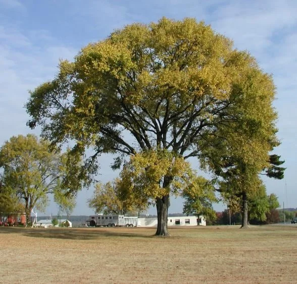 American Elm Tree Seedling Bare Roots - 5 Pack, 1-2ft Tall, Dormant, Outdoor - Image 3