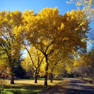 American Elm Tree Seedling Bare Roots - 5 Pack, 1-2ft Tall, Dormant, Outdoor - Image 4