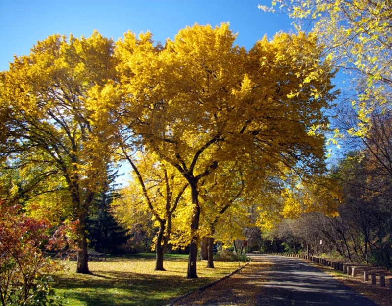 American Elm Tree Seedling Bare Roots - 5 Pack, 1-2ft Tall, Dormant, Outdoor - Image 4