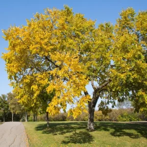 American Elm Tree Seedling Bare Roots - 5 Pack, 1-2ft Tall, Dormant, Outdoor - Image 1