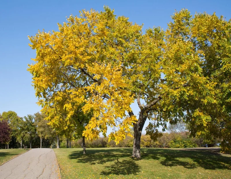 American Elm Tree Seedling Bare Roots - 5 Pack, 1-2ft Tall, Dormant, Outdoor - Image 1