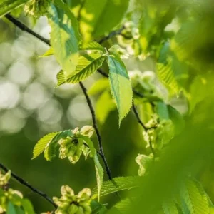 American Elm Tree Seedling Bare Roots - 5 Pack, 1-2ft Tall, Dormant, Outdoor - Image 5