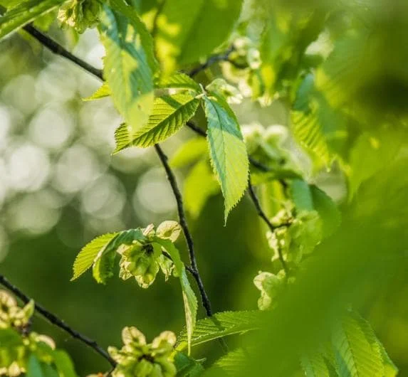 American Elm Tree Seedling Bare Roots - 5 Pack, 1-2ft Tall, Dormant, Outdoor - Image 5