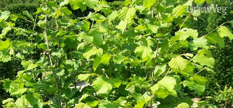 American Hazelnut Tree Live Plant - 12-16 Inch Tall, 1-2 Year Old Bare Root - Image 3