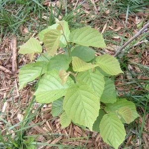 American Hazelnut Tree Live Plant - 12-16 Inch Tall, 1-2 Year Old Bare Root - Image 4