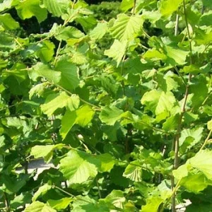 American Hazelnut Tree Live Plant - 12-16 Inches Tall, 1-2 Year Old Bare Root Outdoor - Image 3