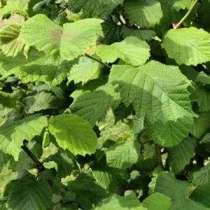 American Hazelnut Tree Live Plant | 12-16 Inches Tall, 1-2 Year Old Bare Root - Image 2