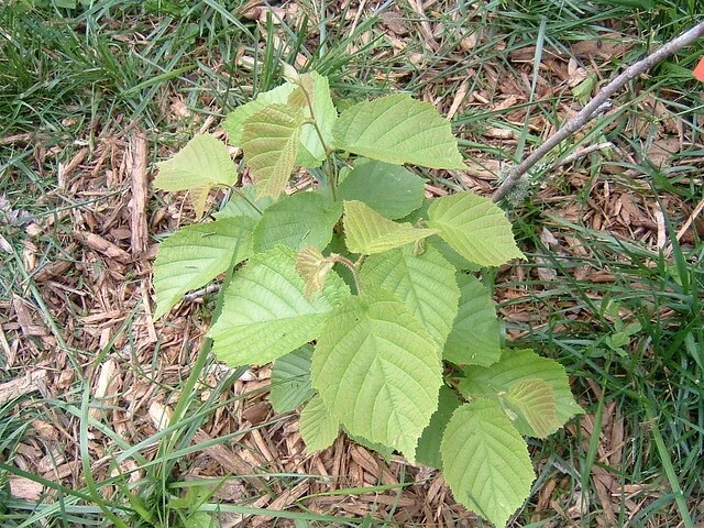 American Hazelnut Tree Live Plants – Set of 2 – 12-16 Inches Tall – 1-2 Year Old – Outdoor Nut Tree - Image 4