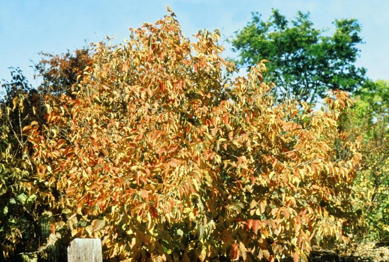 American Hazelnut Tree Live Plants – Set of 2 – 12-16 Inches Tall – 1-2 Year Old – Outdoor Nut Tree - Image 1