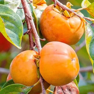 American Persimmon Tree Live Plant, 1 Year Old, 6-15