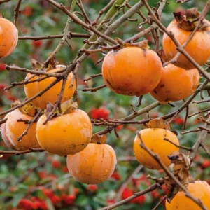 American Persimmon Tree Live Plant, 1 Year Old, 6-15