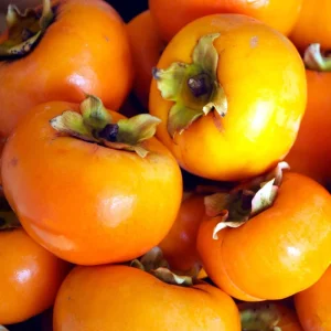 American Persimmon Tree Live Plant, 1 Year Old, 6-15