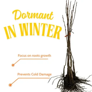 American Persimmon Tree Live Plant - 6-12 Inches Tall, Bare Root, Edible Fruit - Image 2