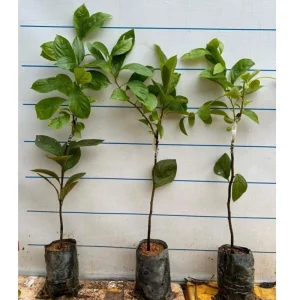 American Persimmon Tree Live Plant - 6-12 Inches Tall, Bare Root, Edible Fruit - Image 3