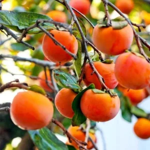 American Persimmon Tree Live Plant - Hardy Fruit Tree, 8-10 Inch Tall - Image 2