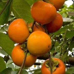 American Persimmon Tree Live Plant - Hardy Fruit Tree, 8-10 Inch Tall - Image 5