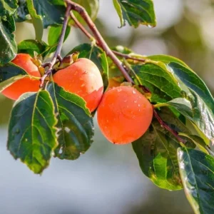 American Persimmon Tree Live Plant - Hardy Fruit Tree, 8-10 Inch Tall - Image 6