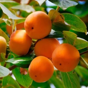 American Persimmon Tree Live Plant - Hardy Fruit Tree, 8-10 Inch Tall - Image 1