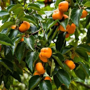 American Persimmon Tree Seedlings Bare Root - Set of 2, 1-2 ft Tall Live Plant - Image 3