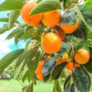American Persimmon Tree Seedlings Bare Root - Set of 2, 1-2 ft Tall Live Plant - Image 4