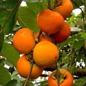 American Persimmon Tree Seedlings Bare Root - Set of 2, 1-2 ft Tall Live Plant - Image 7