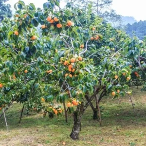 American Persimmon Tree Seedlings Bare Root - Set of 2, 1-2 ft Tall Live Plant - Image 8