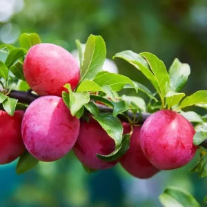 American Plum Bare Root Tree Seedlings, Set of 2, 2-3 Ft Tall, Cold Hardy Fruit Plant - Image 2