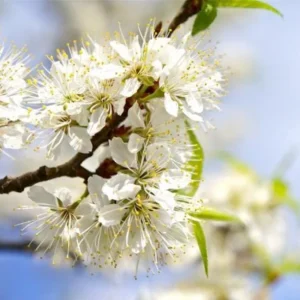 American Plum Bare Root Tree Seedlings, Set of 2, 2-3 Ft Tall, Cold Hardy Fruit Plant - Image 3