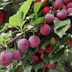 American Plum Bare Root Tree Seedlings, Set of 2, 2-3 Ft Tall, Cold Hardy Fruit Plant - Image 5