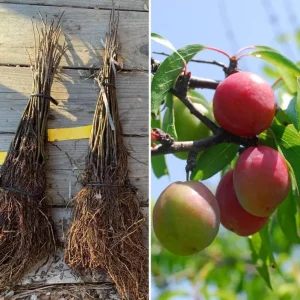 American Plum Bare Root Tree Seedlings, Set of 2, 2-3 Ft Tall, Cold Hardy Fruit Plant - Image 7
