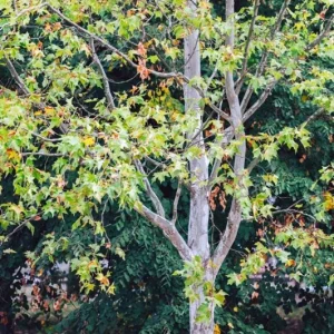 American Sycamore Tree Live Plant, 6-12 inches Tall, Quart Pot, Outdoor Shade Tree - Image 2