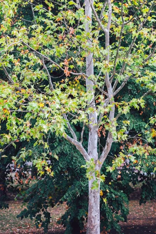 American Sycamore Tree Live Plant, 6-12 inches Tall, Quart Pot, Outdoor Shade Tree - Image 2