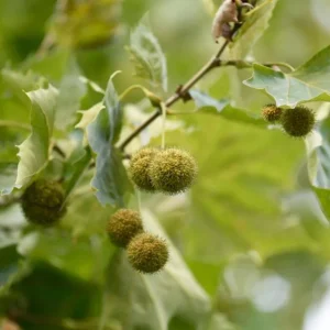 American Sycamore Tree Live Plant, 6-12 inches Tall, Quart Pot, Outdoor Shade Tree - Image 3