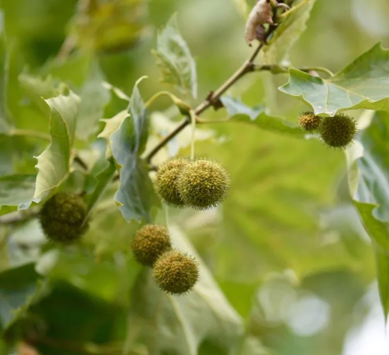 American Sycamore Tree Live Plant, 6-12 inches Tall, Quart Pot, Outdoor Shade Tree - Image 3