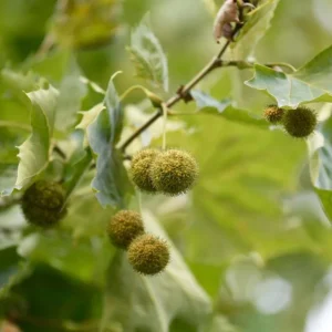 American Sycamore Tree Live Plant, 6-12 inches Tall, Quart Pot, Outdoor Shade Tree - Image 3