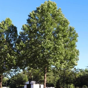 American Sycamore Tree Live Plant, 6-12 inches Tall, Quart Pot, Outdoor Shade Tree - Image 4