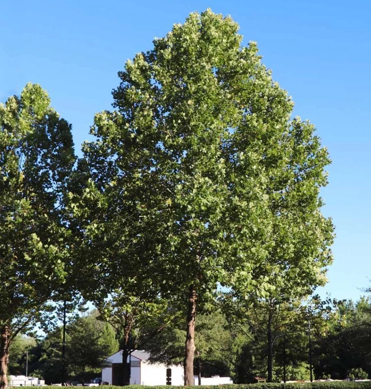 American Sycamore Tree Live Plant, 6-12 inches Tall, Quart Pot, Outdoor Shade Tree - Image 4