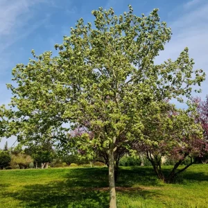 American Sycamore Tree Live Plant, 6-12 inches Tall, Quart Pot, Outdoor Shade Tree - Image 5