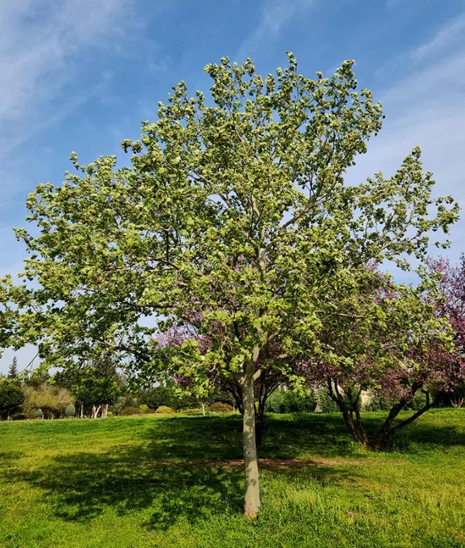American Sycamore Tree Live Plant, 6-12 inches Tall, Quart Pot, Outdoor Shade Tree - Image 5