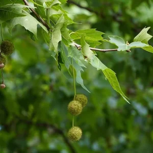 American Sycamore Tree Live Plant, 6-12 inches Tall, Quart Pot, Outdoor Shade Tree - Image 6