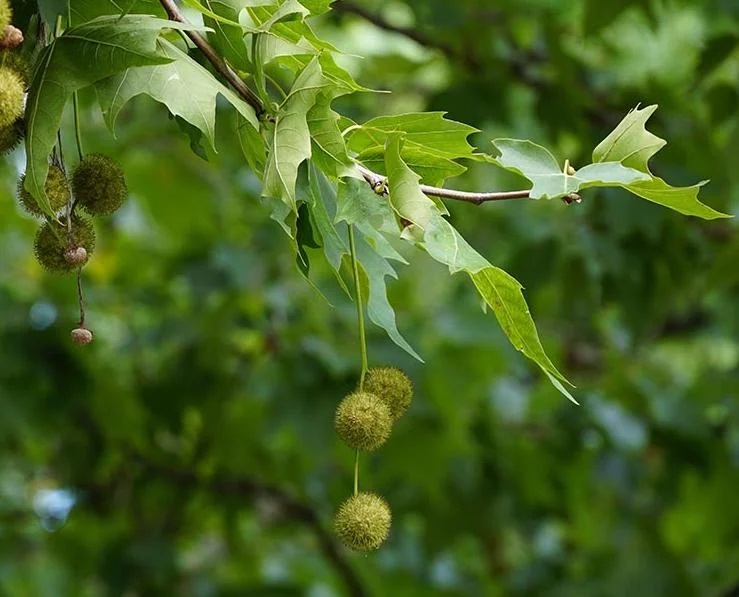 American Sycamore Tree Live Plant, 6-12 inches Tall, Quart Pot, Outdoor Shade Tree - Image 6