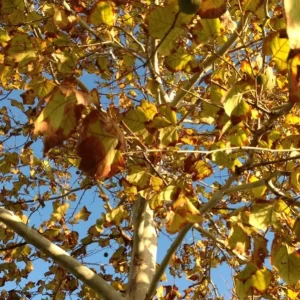 American Sycamore Tree Live Plant, 6-12 inches Tall, Quart Pot, Outdoor Shade Tree - Image 7